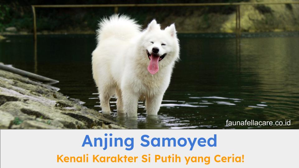 Anjing Samoyed terkenal dengan bentuk senyumnya yang sangat khas dan alami. Juga, terkenal dengan warna putih saljunya.