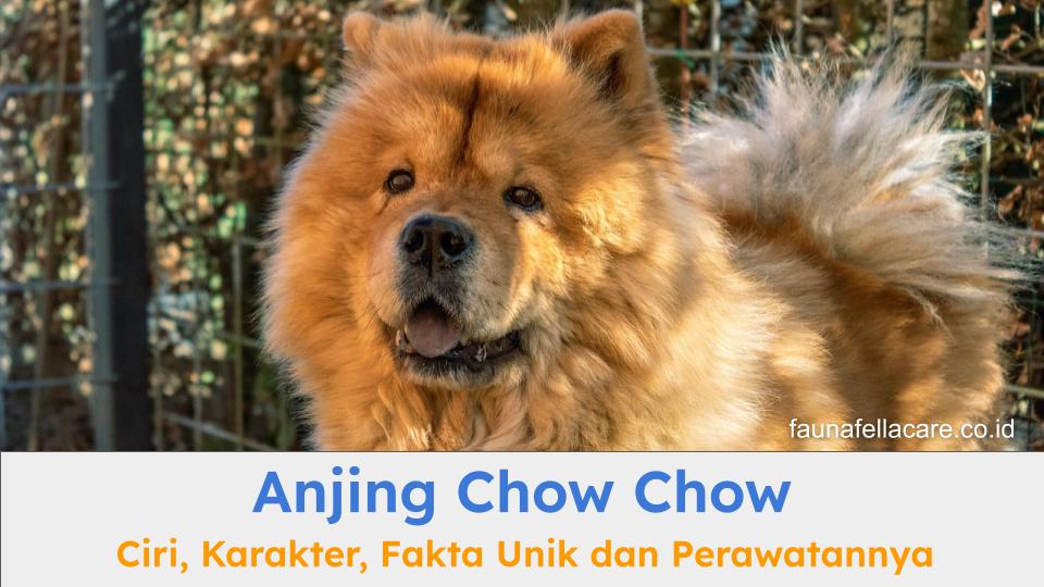 Anjing Chow Chow memiliki ciri fisik, karakter dan berbagai fakta unik yang perlu Anda ketahui jika ingin merawatnya.