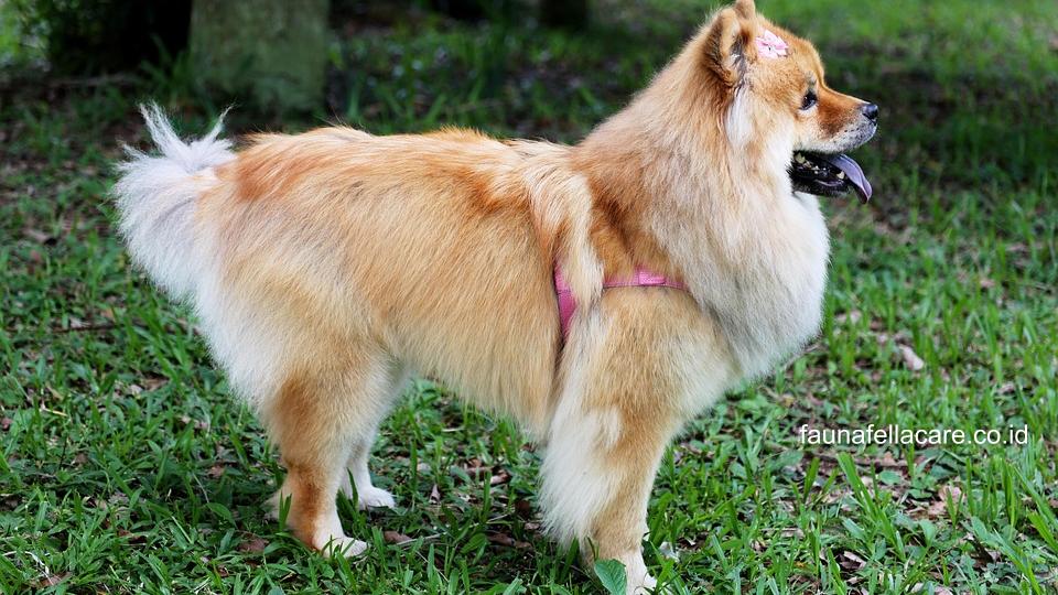 Anjing Chow Chow memiliki bentuk muka moncong, tubuh proporsional dan warna lidah biru hitam yang sangat khas.