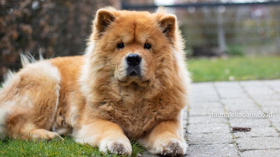 Anjing Chow Chow memiliki karakter yang setia dengan pemilik, ramah tapi juga memiliki batas sosial yang harus menjadi perhatian.