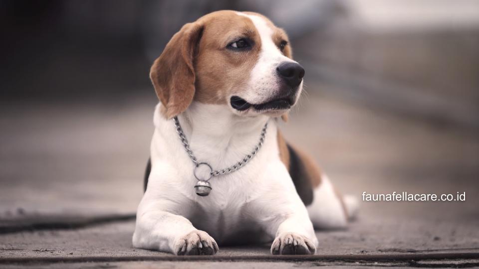 Anjing Beagle menjadi salah satu ras anjing pemburu secara alami. Sehingga Anda harus tahu bagaimana melatihnya.