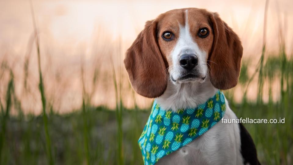 Anjing Beagle memiliki bentuk hidung yang tajam, warna yang khas dan ekor yang tegak.