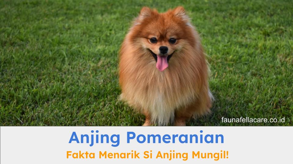 Anjing Pomeranian memiliki ciri khusus dengan tubuh kecil dan karakter yang sangat ceria serta setia.