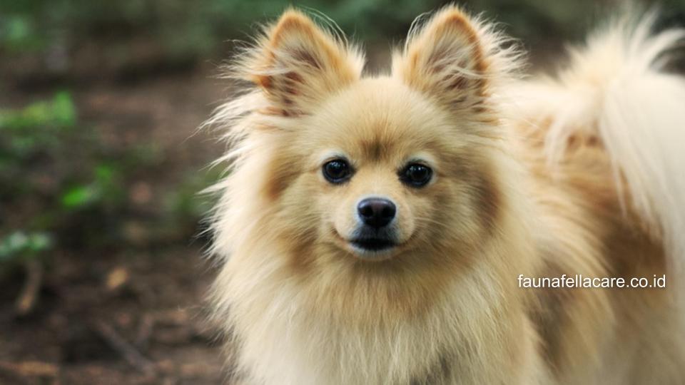 Pomeranian adalah salah satu ras anjing kecil yang sangat populer. Anjing ini disukai segala umur.