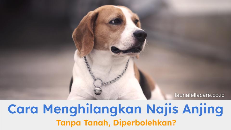 Najis anjing adalah najis berat dan menghilangkannya harus dengan tanah.