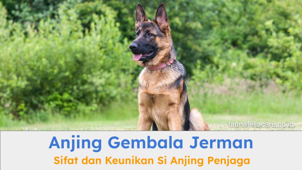 Anjing gembala jerman memiliki bentuk fisik yang khas dengan karakter setia dan dapat menjadi pelindung.