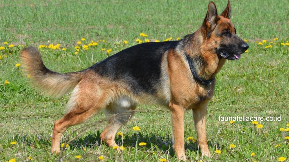anjing gembala jerman memiliki tubuh yang proporsional dan bentuk telinga yang tajam berdiri.