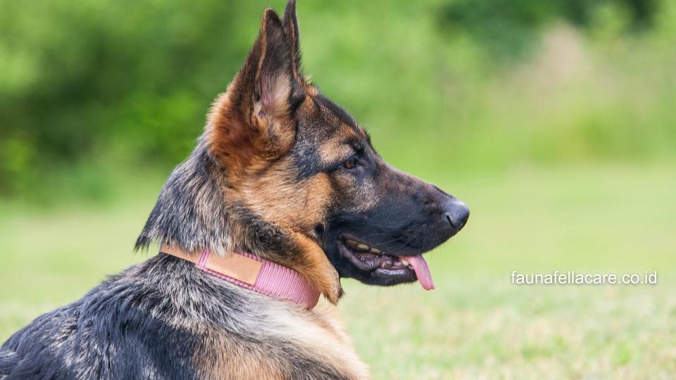 Anjing gembala jerman sangat setia pada pemiliknya, pemberani dan tentu saja dapat menjadi pelindung.