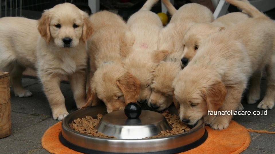 Makanan anjing kemasan lebih praktis dengan kandungan nutrisi yang sesuai takaran, sehingga bisa lebih optimal.