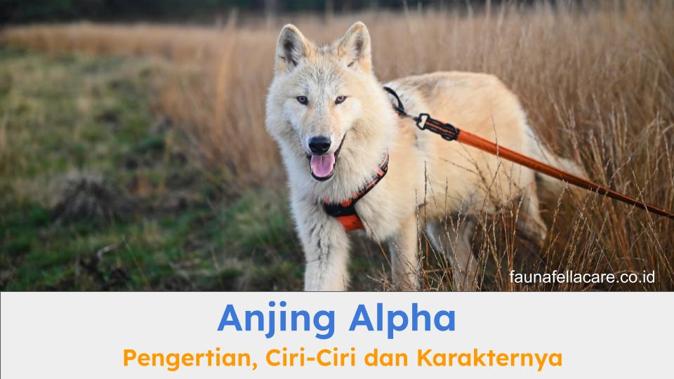 Anjing alpha memiliki karakter yang khas dan berbagai fakta menarik lainnya yang membuatnya menjadi pemimpin yang dihormati.