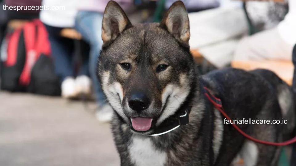 Anjing Jepang memiliki karakter yang tegas, pemberani, waspada dan juga cerdas.
