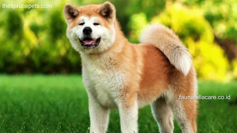 Ada beberapa ciri fisik anjing Jepang, mulai dari mata kecil dengan tatapan tajam sampai ekor yang melengkung ke atas.
