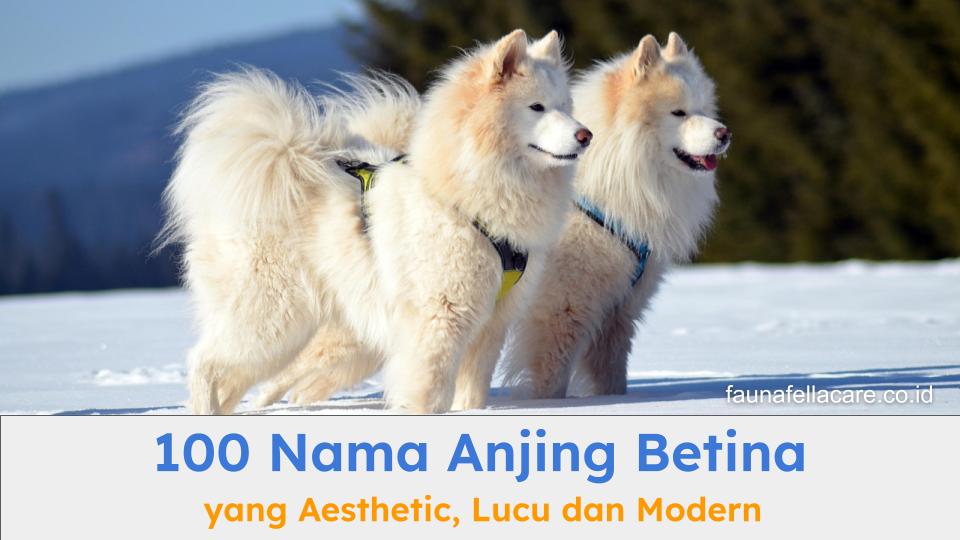 Nama anjing betina yang dipilih harus sesuai dengan kondisi fisik dan karakter masing-masing