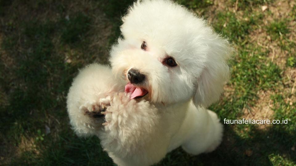 Anjing Bichon termasuk kategori anjing kecil dan ciri khasnya pada warna mata dan hidung yang hitam dengan tubuh pendek.