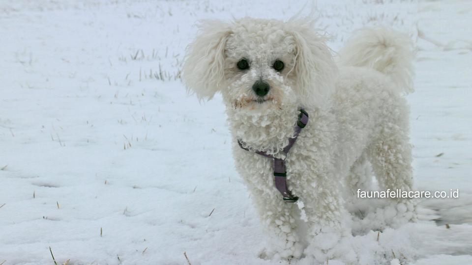 Anjing Bichon sangat mudah beradaptasi, ramah ke semua orang, ceria dan sangat mudah dilatih.