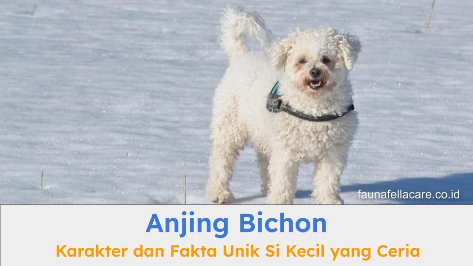 Anjing Bichon memiliki ciri dan karakter yang khas. Anjing kecil ini sangat ceria.