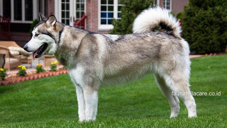 Nama anjing yang bagus dapat menguatkan ikatan emosional antara anjing dan pemiliknya.