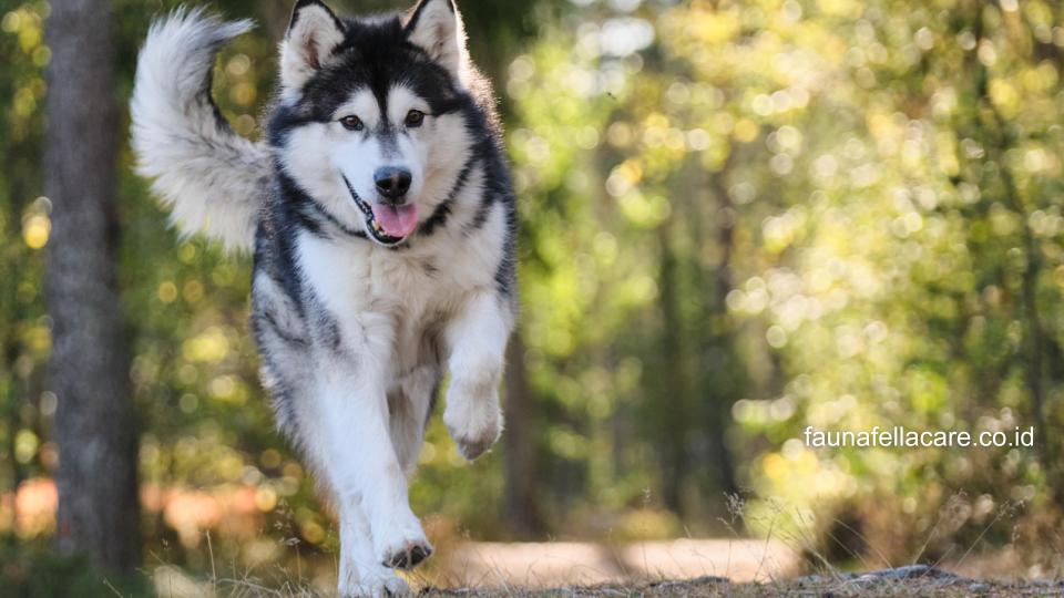 Anjing Alaskan Malamute sangat setia pada pemiliki, cerdas dan memiliki jiwa pelindung yang kuat.