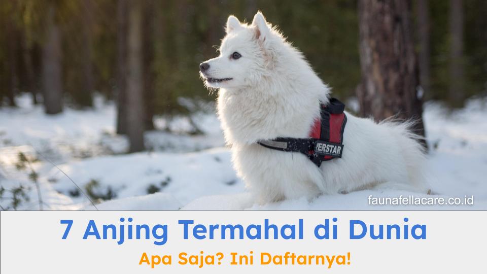 Daftar anjing termahal di dunia dapat menjadi sumber informasi tentang apa yang membuatnya menjadi yang termahal hingga bagaimana perawatannya.