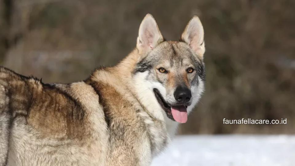 Czechoslovakian Wolfdog menjadi anjing termahal di dunia urutan kedua. 
