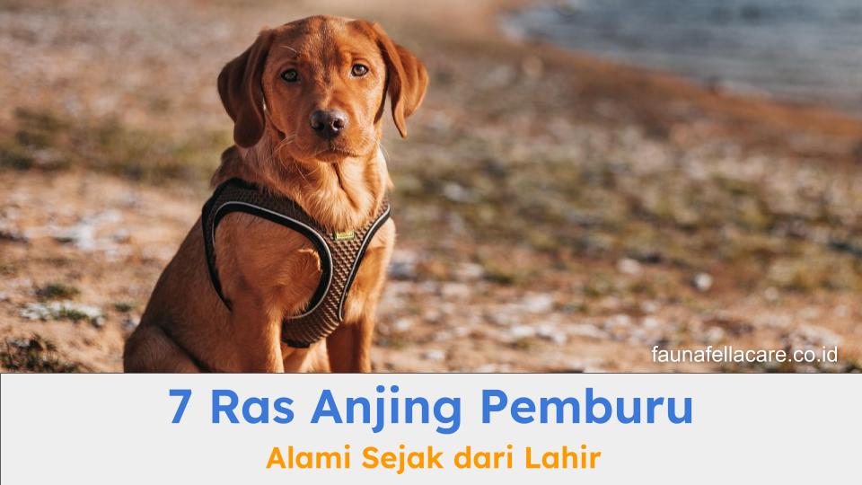 Anjing pemburu memiliki naluri untuk berburu secara alami sejak lahir.