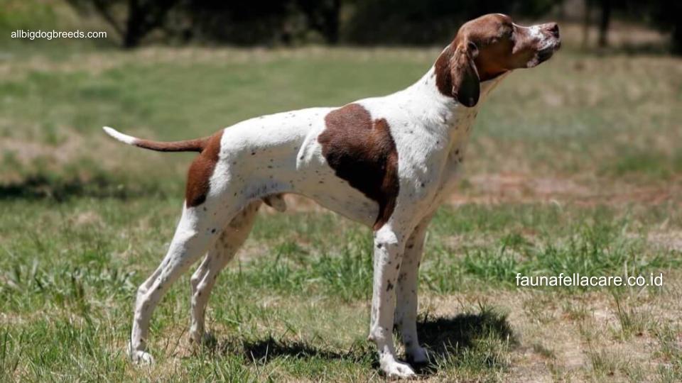 English Pointer juga salah satu ras anjing pemburu dengan naluri alaminya. Sehingga, anjing ini sangat antusias untuk melakukan berbagai aktivitas.