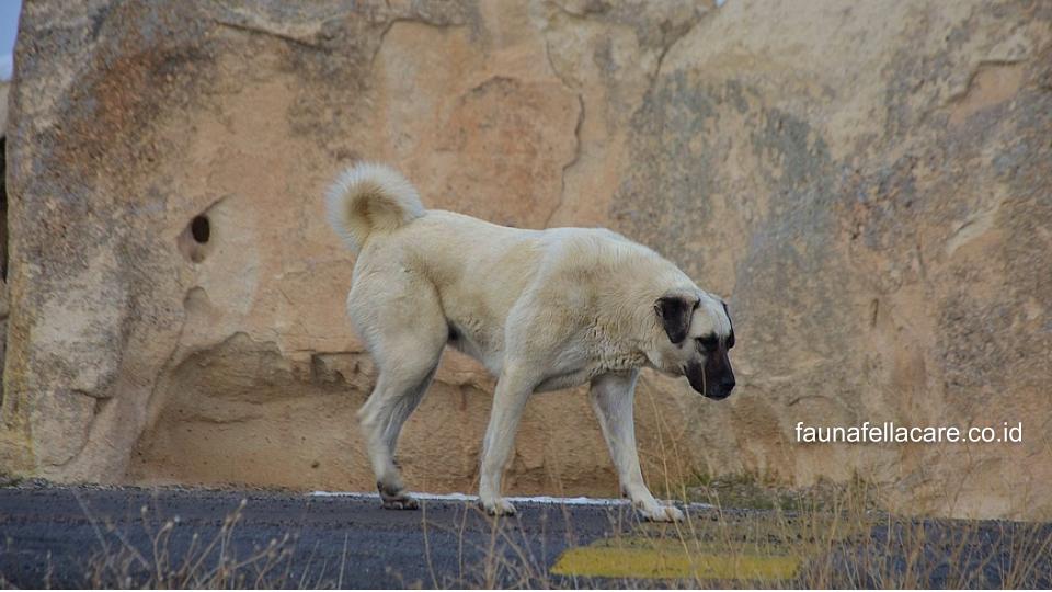 Anjing Kangal memiliki ciri dada lebar, ekor melengkung dan tubuh yang tegap dan besar.