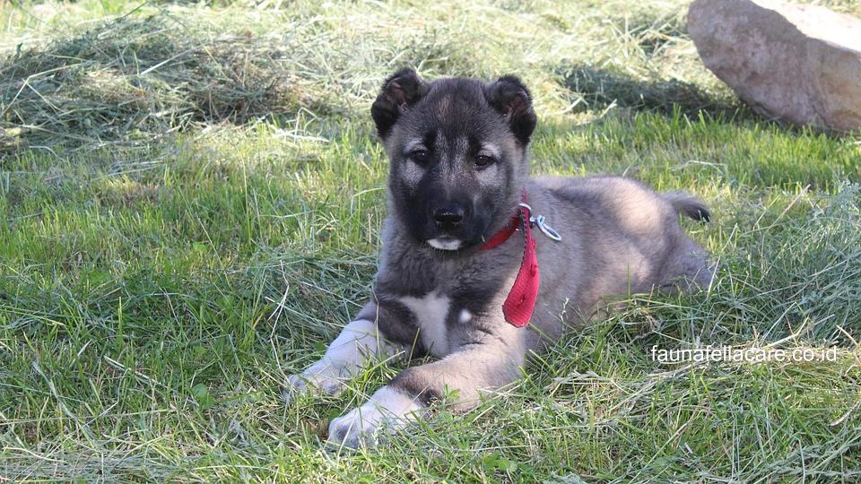 Anjing Kangal dari kecil sudah memiliki berbagai karakter seperti siaga, peka terhadap lingkungan dan setia pada pemilik.