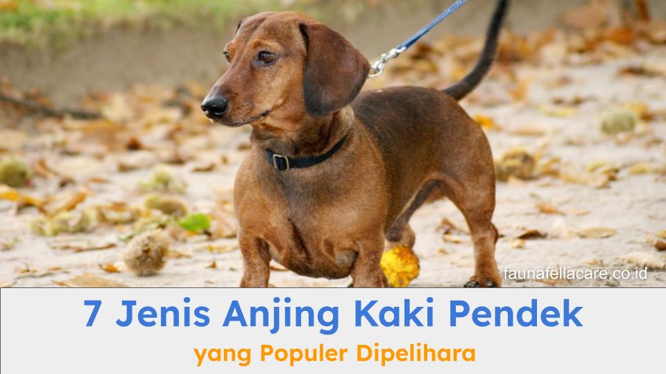 Anjing kaki pendek terdiri dari berbagai ras dengan keunikan dan karakter masing-masing yang berbeda.
