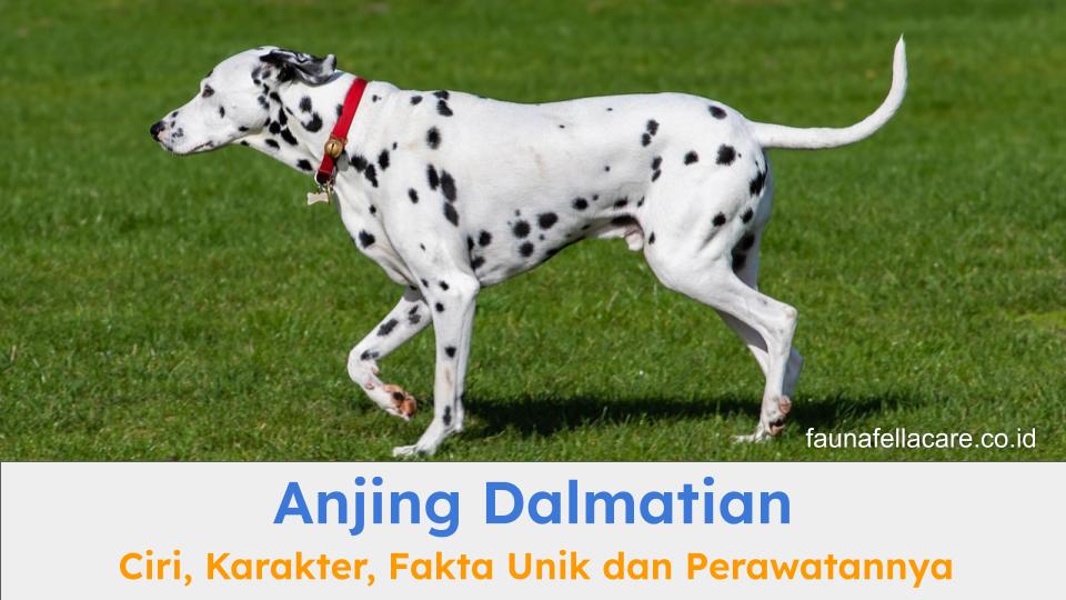 Anjing Dalmatian sangat populer karena ciri khas berupa bintik hitam dengan warna bulu putih sebagai dasarnya.
