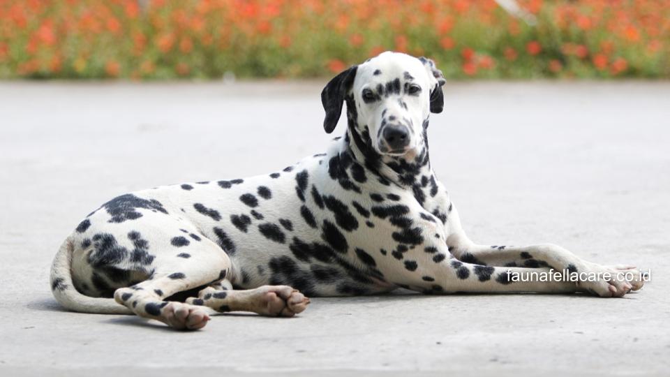 Anjing Dalmatian memiliki sikap yang setia pada pemilik, ramah tapi waspada dan tentu saja aktif.