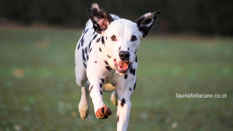 Anjing Dalmatian memiliki ciri khas dari warna bulunya dengan dominan putih dan bintik hitam, ekor panjang dan tubuh yang atletis.