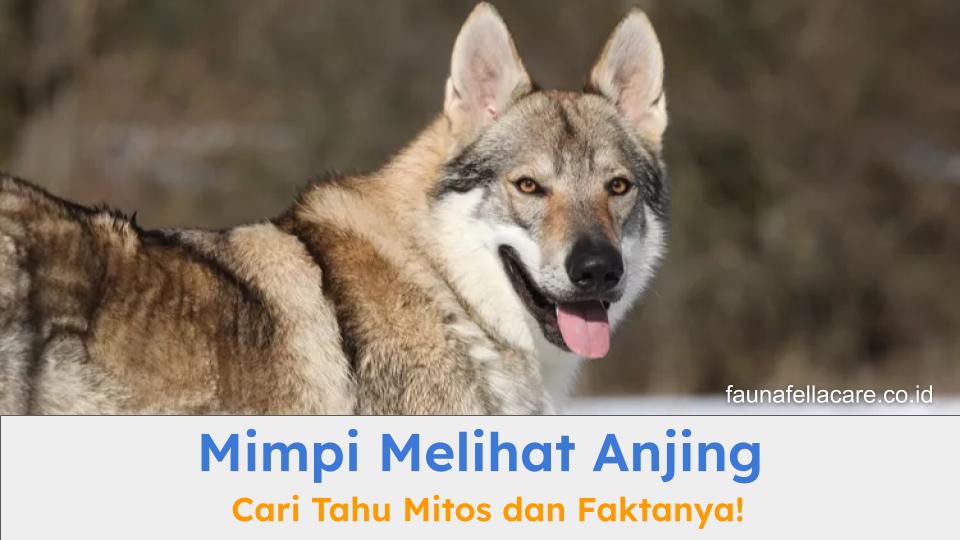 Mimpi melihat anjing memiliki banyak arti termasuk juga ada berbagai mitos terkait hal tersebut.