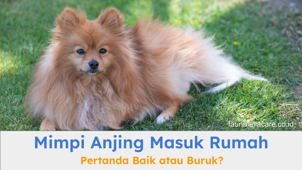 Mimpi anjing masuk rumah memiliki banyak arti baik dari sisi mitos maupun psikologi.