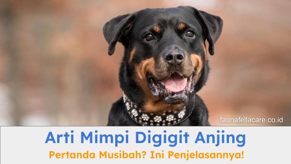 Arti mimpi digigit anjing bisa beragam, baik menurut mitos maupun fakta psikologisnya.