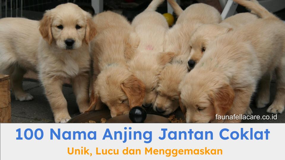 Nama anjing coklat yang unik dan lucu bisa menjadi inspirasi dalam memilih nama anabul.