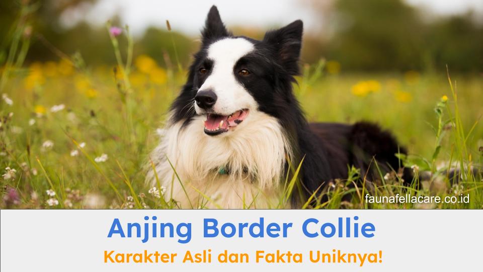 Anjing Border Collie memiliki sejumlah fakta unik dan karakter serta ciri-ciri yang sangat khas.