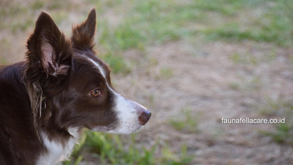 Anjing Border Collie juga sangat setia, cerdas, memiliki energi yang tinggi dan peka terhadap area atau lingkungan sekitar.