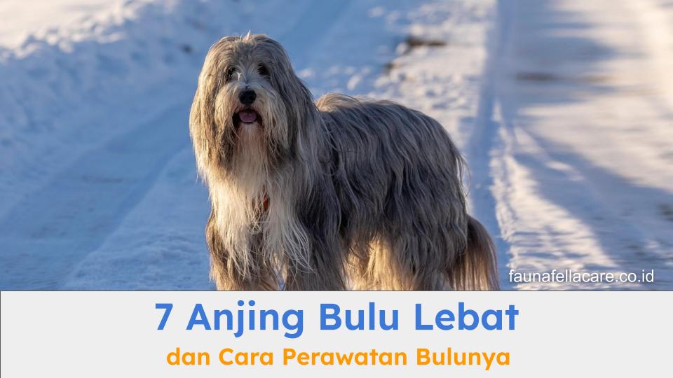Bearded Collie adalah salah satu jenis anjing bulu lebat yang sangat populer.