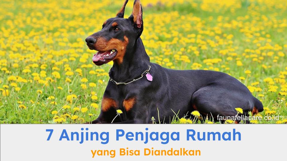 Anjing penjaga rumah seperti Doberman memiliki karakter yang tegas, waspada dan setia pada pemiliknya.