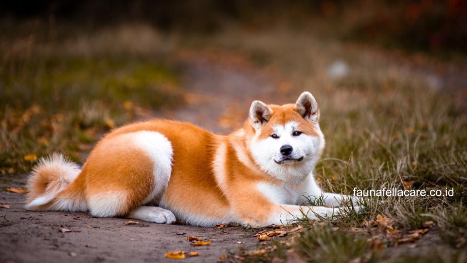 Akita menjadi salah satu anjing penjaga rumah yang sangat setia, waspada dan tentu saja memiliki energi tinggi.