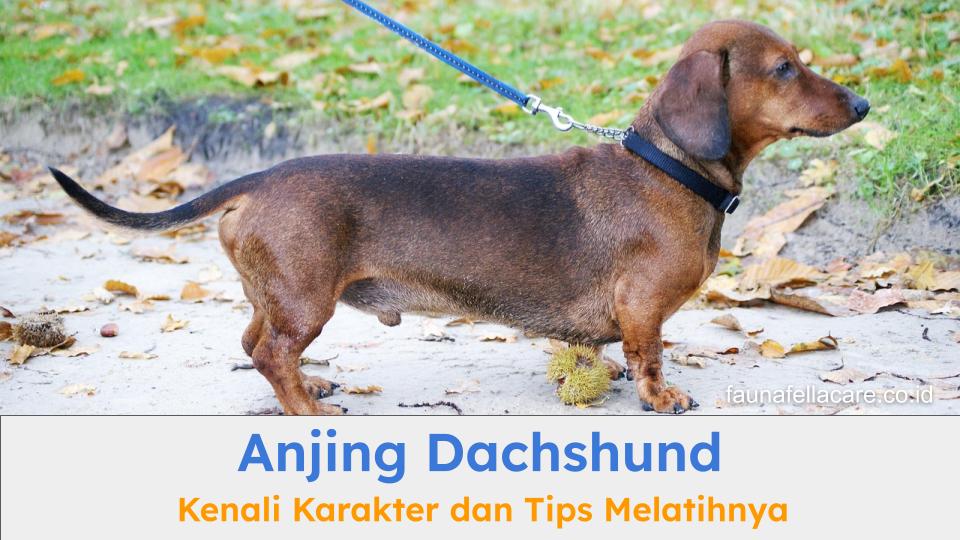 Anjing Dachshund memiliki sejumlah hal menarik yang harus diketahui pemilik, dari ciri fisik hingga karakternya.