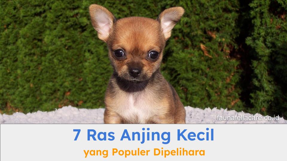 Terdapat 7 ras anjing kecil yang memiliki tubuh mini. Cihua-hua adalah salah satu ras anjing berukuran kecil.