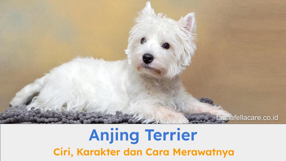 Anjing terrier terdiri dari berbagai jenis dan tentu saja memiliki beragam karakter yang harus dipahami pemilik.