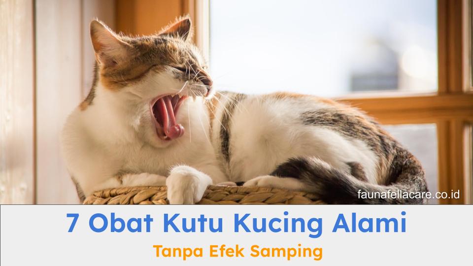 Obat kutu kucing yang alami dapat menjadi opsi terbaik mengatasi kutu dengan cara lebih aman tanpa efek samping.