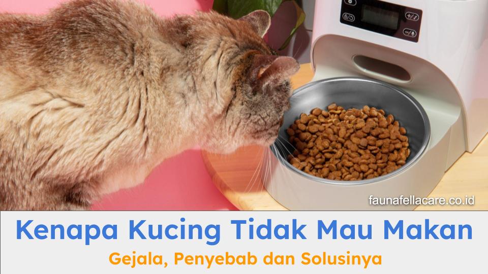 Penting untuk mengetahui gejala, penyebab dan mengatasi kucing tidak mau makan.