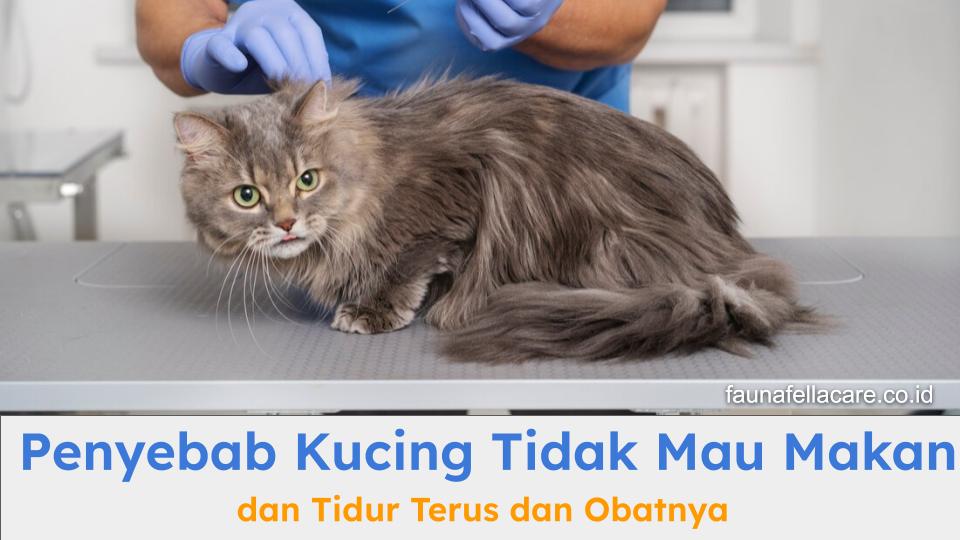Penyebab kucing tidak mau makan dan tidur terus. Konsultasikan pada ahlinya untuk perawatan terbaiknya.