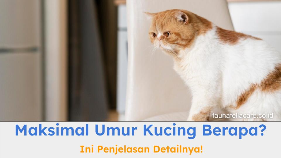 Maksimal umur kucing bisa bervariasi. Tapi, perawatan yang tepat dapat memperlama hidup kucing.
