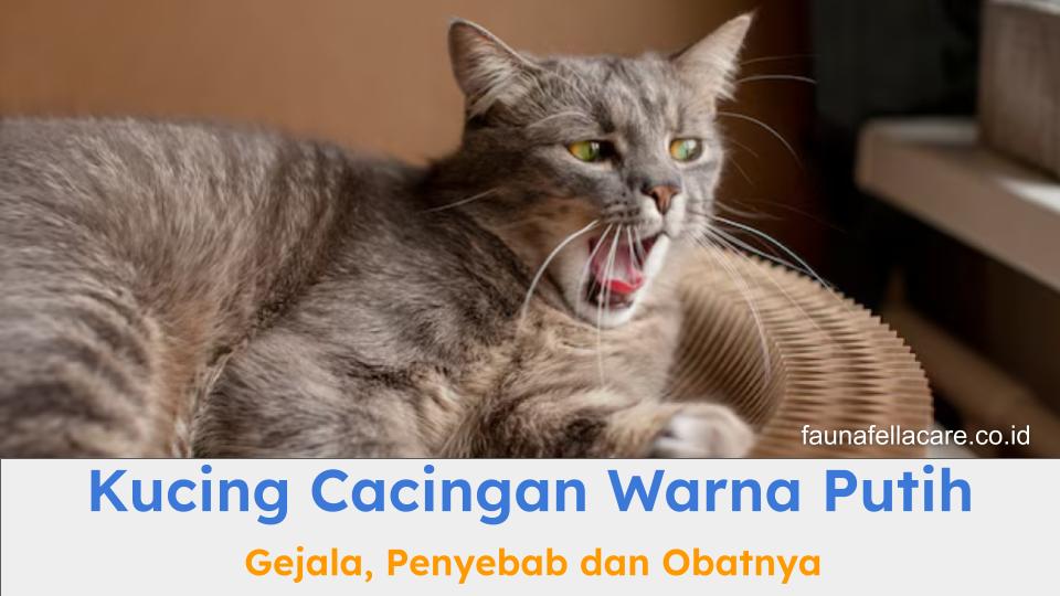 Kucing cacingan warna putih harus segera diobati agar tidak semakin serius gejalanya.