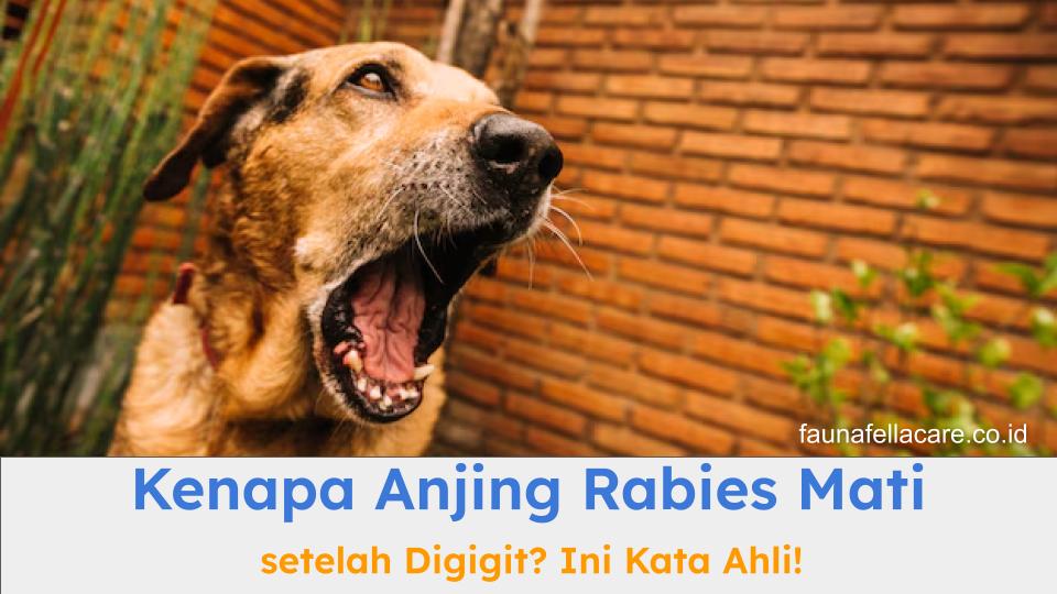 Anjing rabies bisa mati karena serangan virus yang makin ganas dan merusak organ dalam.